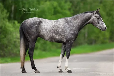 Серый конь - красивые фото