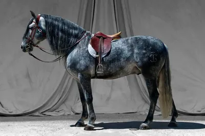 Серая лошадь: описание и фото серых лошадей - Кінний портал України