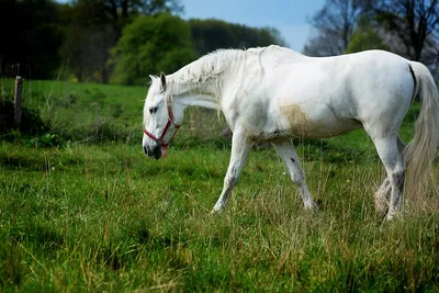 Арабская порода лошадей: история, типы и фото | Мои лошадки | Лошади, Серая  лошадь, Арабская лошадь