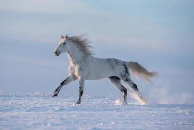 Серая лошадь в яблоках с белой …» — создано в Шедевруме