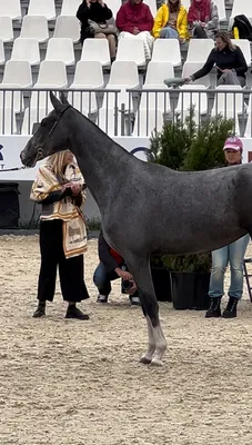 Schleich 13924 Молодая Испанская лошадь - Пура Раса Эспаньола - купить с  доставкой по выгодным ценам в интернет-магазине OZON (252335244)