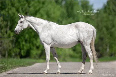 Сивые лошади: фото, история, внешний вид, генетика, подмастки