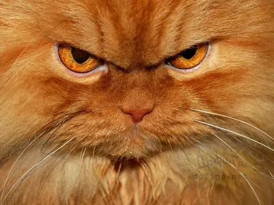 Фигура \"Сердитый кот в колпаке\" – купить в интернет-магазине, цена, заказ  online