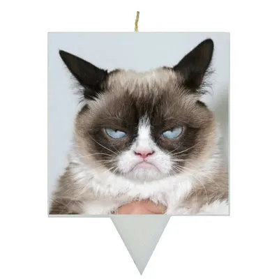 сердитый кот, смотрящий недовольно складывая уши Стоковое Фото -  изображение насчитывающей шерсть, сложено: 246428644