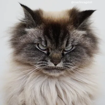 Сердитый кот с магическим взглядом стал новой звездой соцсетей — Курьезы