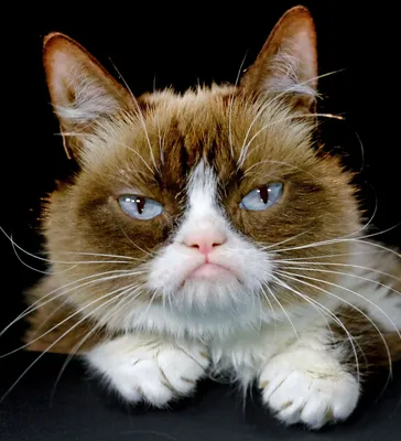 NEWSru.com :: Знаменитый Сердитый кот первым из мемов выиграл суд о  нарушении авторских прав