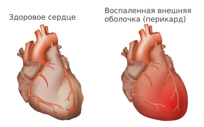 Сердце собаки фото 