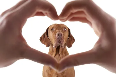Перикардит у собак: симптомы, лечение и прогноз от ветеринарной клиники  Живаго