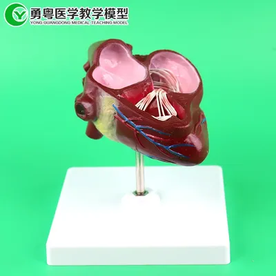 Анатомическая модель Собачьего сердца, Собачье сердце, обучающая помощь,  здоровая модель сердца собаки с инструкциями на китайском и английском  языках | AliExpress
