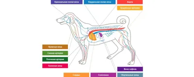 Сердце иллюстрации вектора собаки Иллюстрация вектора - иллюстрации  насчитывающей медицинско, сердце: 61167107