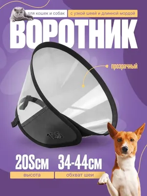 BioMenu Лакомство влажный корм для взрослых собак, сердце куриное в желе, в  ламистерах - 300 г х 10 шт - купить в Москве | КотМатрос