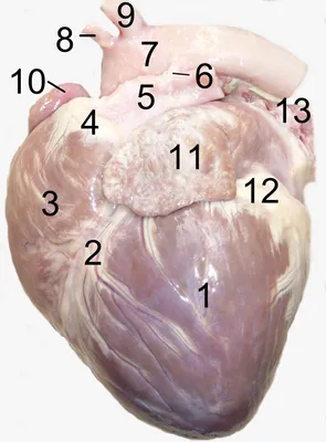Красное Сердце С Отпечатком Лапы Собаки — стоковые фотографии и другие  картинки Символ сердца - Символ сердца, Сердце, Собака - iStock