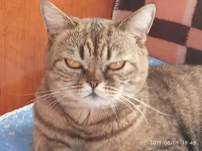 Серьезный кот | Пикабу