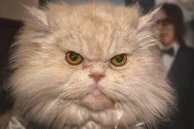 Серьезный кот с связью стоковое фото. изображение насчитывающей бобра -  44519946