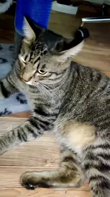 Серьёзный кот с моноклем