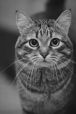 Серьезный кот | Пикабу