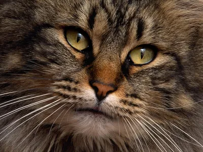 Самый умный кот поразил интернет - Российская газета