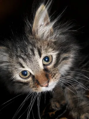 Мордастый серьезный кот, обои с кошками, картинки, фото 800x600