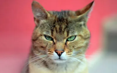 Очень серьезный и милый кот Стоковое Фото - изображение насчитывающей  отечественно, кошачий: 66141426