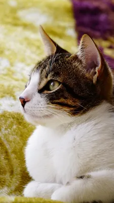 Пазл умный кот - разгадать онлайн из раздела \"Животные\" бесплатно