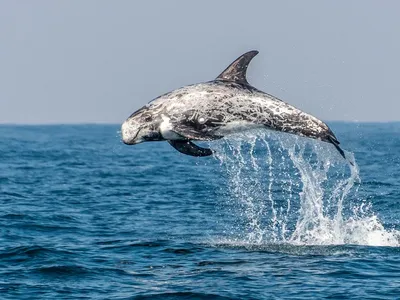 Серый дельфин фото 