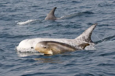 Risso's dolphin - Wikipedia