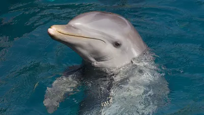 Серые дельфины (Grampus) | LifeCatalog