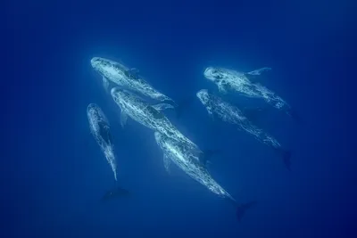 Серый кит (Eschrichtius robustus) - AnimalBox.ru
