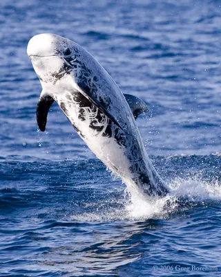 Серый дельфин Risso's Dolphin (Grampus griseus) Grey Dolphin — DRIVE2