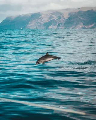 Серый дельфин | Пикабу