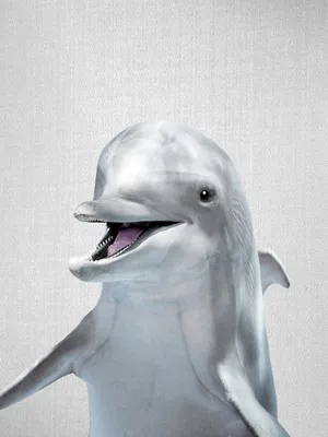 Серый кит - Китообразные | Некоммерческий учебно-познавательный  интернет-портал Зоогалактика