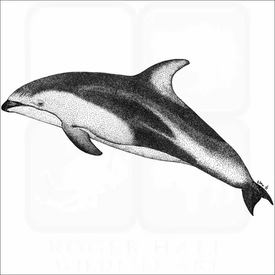 Bottlenose Dolphins - Gulf Islands National Seashore (U.S. National Park  Service)