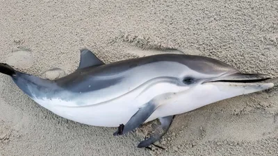 Dolphin Grey 29\"