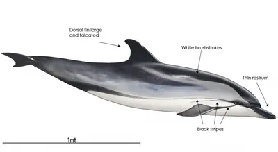 Gray Dolphin Gifts | Swansboro NC