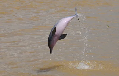 Rare Dolphin Found on Hampton Beach – NBC Boston