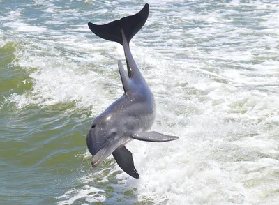 National Geographic: дельфины из перуанской Амазонии будут изображены в  серии - Infobae