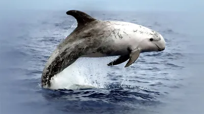Серый дельфин | Пикабу