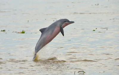 Amazon River tucuxi dolphins at risk of disappearing, say environmentalists  | Reuters