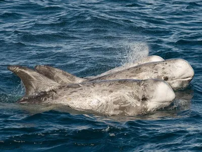 grey bottlenose dolphin isolated on white Stock Photo | Adobe Stock
