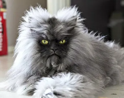 Серый персидский кот фото фотографии