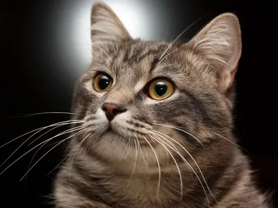 Серый полосатый котенок - 65 фото