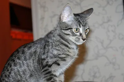 Почему серые полосатые коты - чёрные или Несложная генетика кошек 4. |  Пикабу