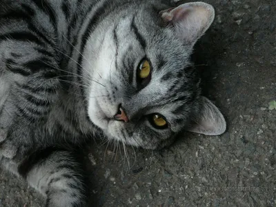 Бесплатное изображение: домашняя кошка, полосатый кот, серый, возложения,  автомобиль, котенок, домашнее животное, мило, кошка, глаз