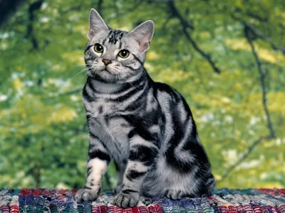 Большой темно серый полосатый кот с…» — создано в Шедевруме