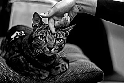 Фото животных: Пушистый и полосатый кот. Ольга Винницкая (Olenka). - ANIMAL  PHOTO