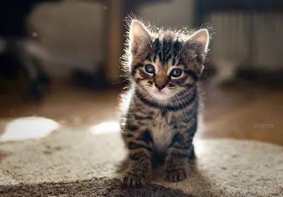 gato gris | Серые полосатые кошки, Товары для животных, Милые котики
