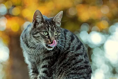 Толстый серый полосатый кот , …» — создано в Шедевруме