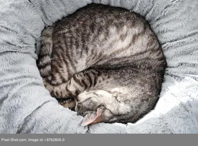 Скачать обои кот, взгляд, серый, фон, полосатый, раздел кошки в разрешении  2048x1365