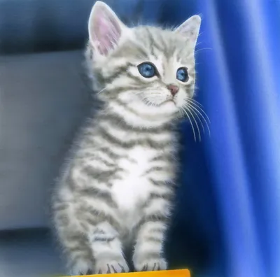 Обои на рабочий стол Кот, серый, полосатый, кошка, улица, асфальт, cat -  Коты - Животные - Картинки, фотографии
