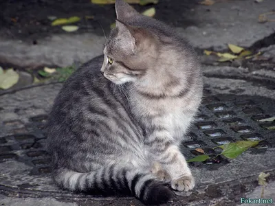 Фотогалерея \"Коты и кошки\" - \"Серый-полосатый\" - Фото породистых и  беспородных кошек и котов.